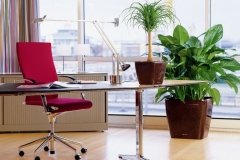 modern-office-with-houseplants-in-brown-ceramic-pots