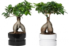plants-plant-pots-stands-dried-flowers-potpourri-ikea-plus-ficus-microcarpa-ginseng-plant-interior-decorations-photo-modern-indoor-flower-pots-970x970