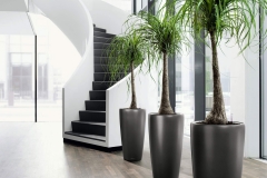 enchanting-potted-plants-for-interior-decoration-at-modern-house-with-white-black-curve-staircase-also-tall-black-plant-pot-on-the-wooden-floor-with-shipping-plants-also-interi