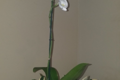 20170203_225457